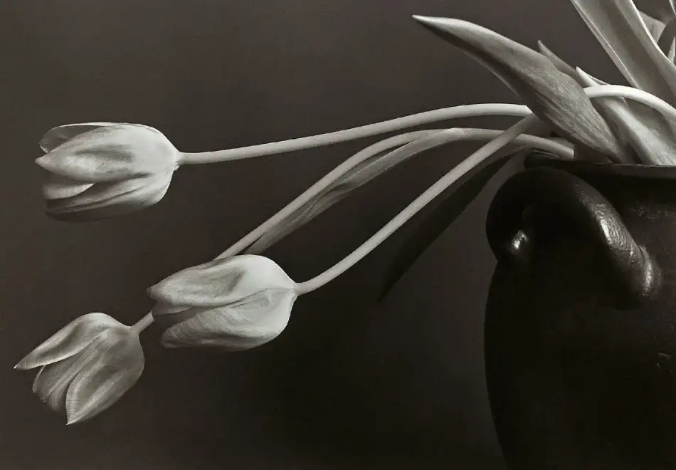 Wallberg, Allan: Tulpen.