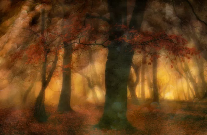 Lee, van Hilda: Senza titolo