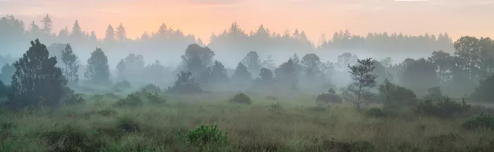 Eisenmann, Ulrike: Intact Moorland
