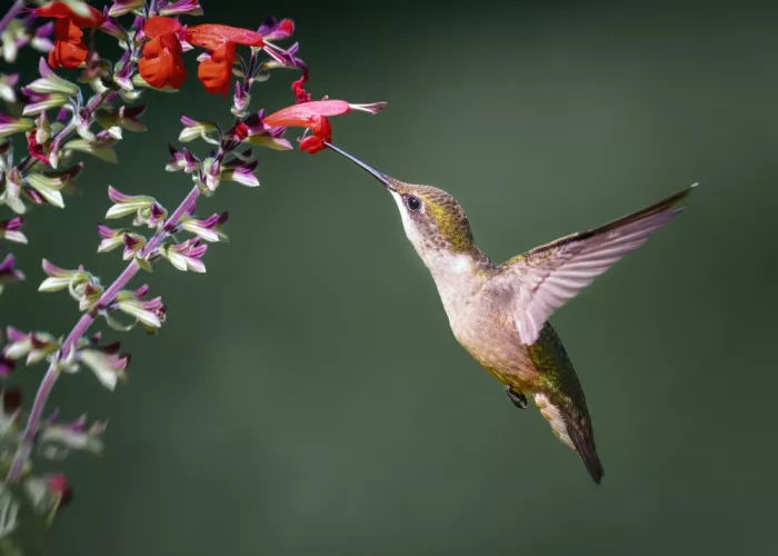 Chen, Li: Colibrí