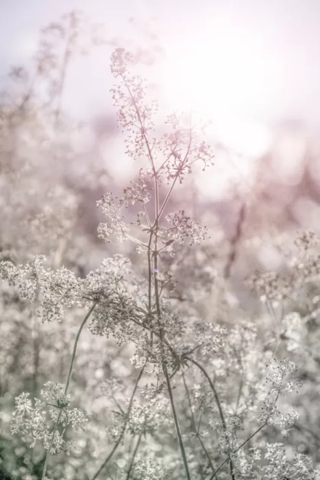 EMELIEmaria: Fioritura estiva