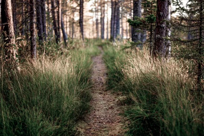 EMELIEmaria: Il sentiero nel bosco