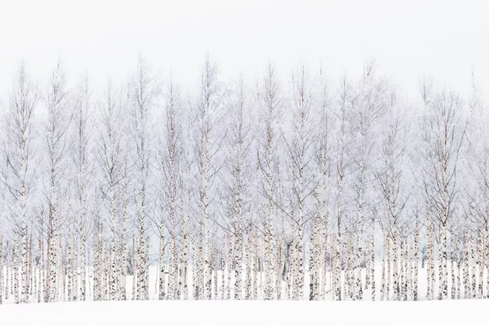 EMELIEmaria: Betulle invernali