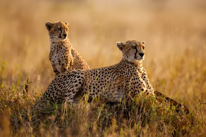 W, Joanna: Vigilia dorata - Crepuscolo sulla Serengeti