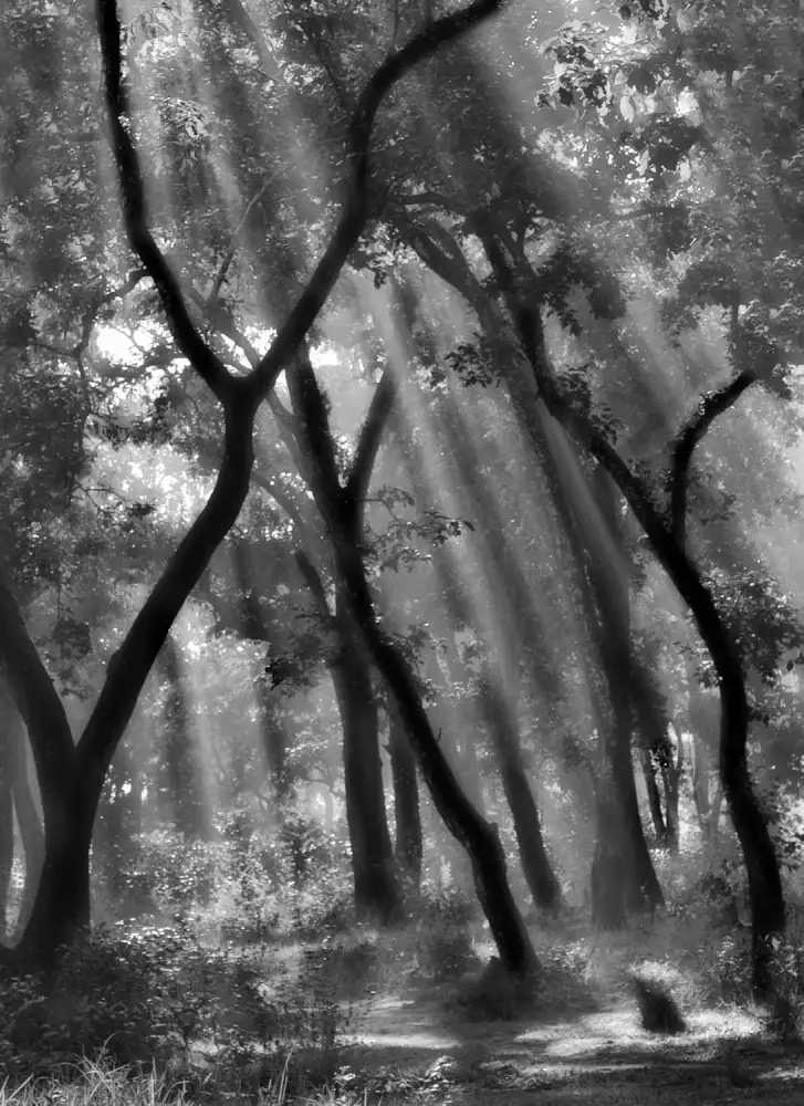 Yvette,,,, Depaepe,,,,: Foresta incantata ...