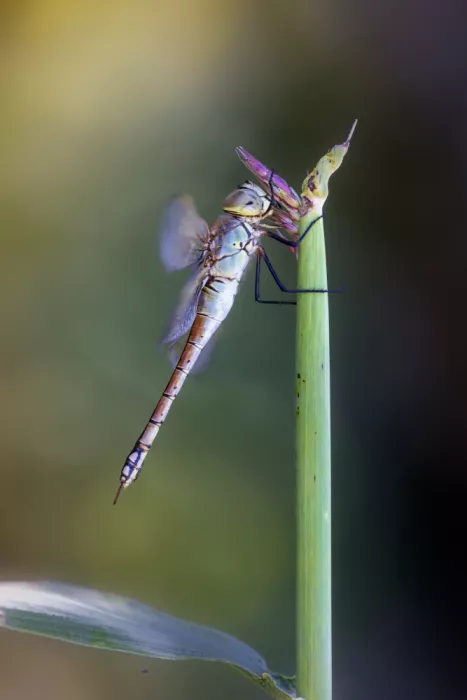 Daminelli, Fabrizio: Anax ephippiger