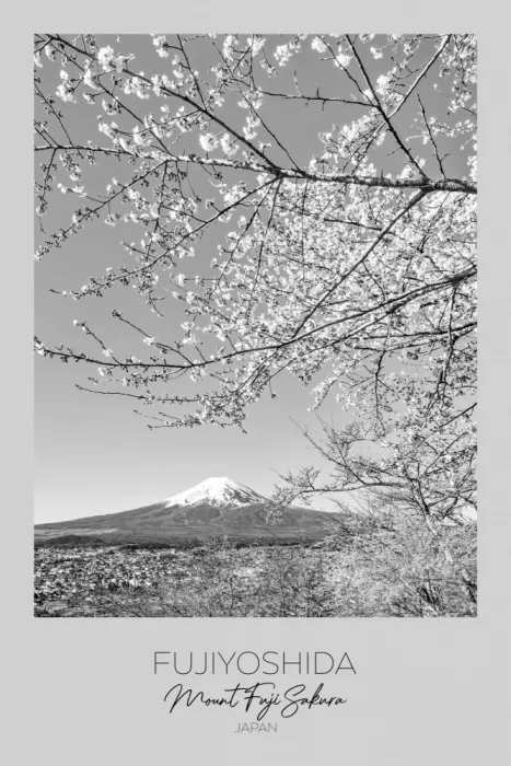 Viola, Melanie: Im Fokus: Blick auf den Berg Fuji mit Kirschblüten