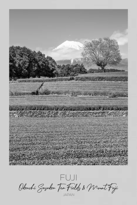 Viola, Melanie: A fuoco: Piantagione di tè Obuchi con il Monte Fuji