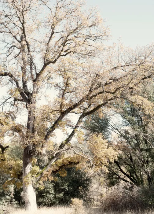 Bardot, Gemma: Quercia I