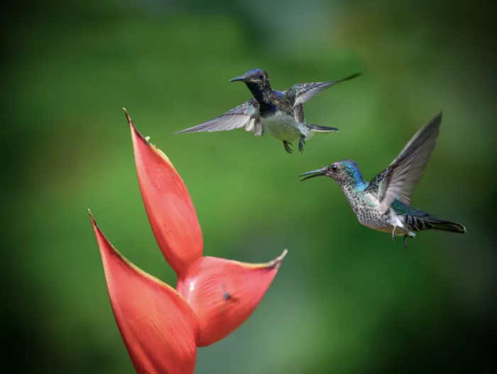 He, Mike: Colibrì Jacobino dal collo bianco