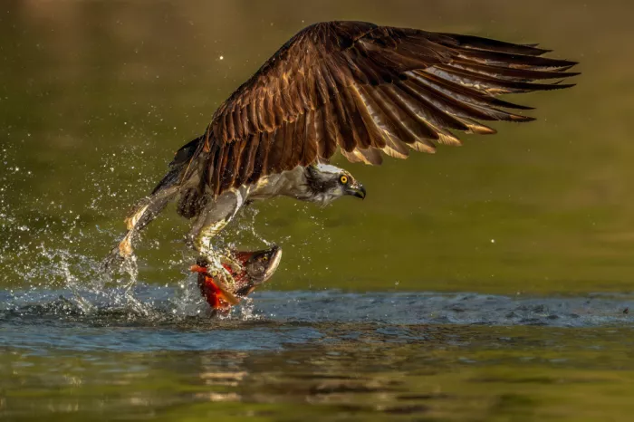 Wang, Victor: Fischadler erbeutet Kokanee-Lachs