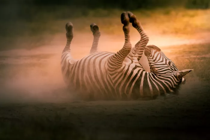 Khataw, Ali: Zebra beim Stäuben