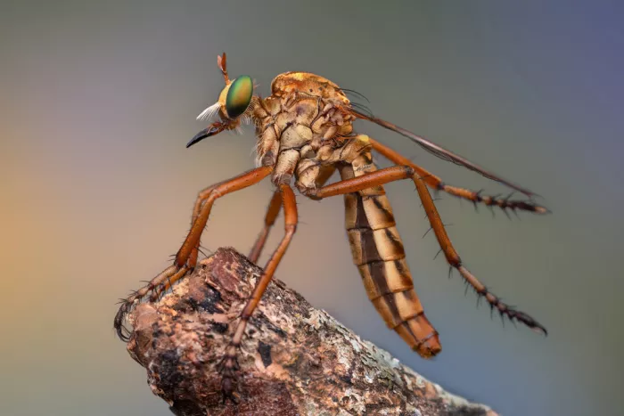Summer2016: Mouche bracon