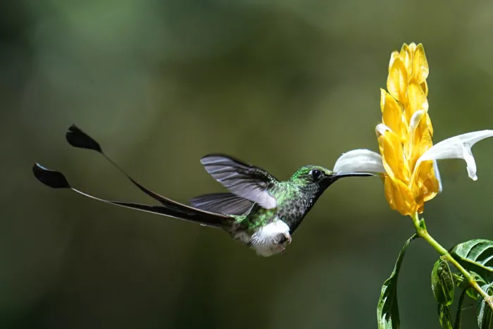Qin, Xuemei: Stiefeliger Schläger-Schwanz-Kolibri