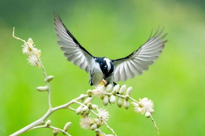Truong, Van Tran: Fächerschwanz-Vogel fängt einen Wurm