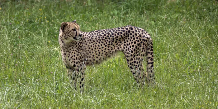 Domont, Jois: Gepard