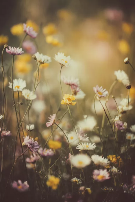 Treechild: Campo in fiore