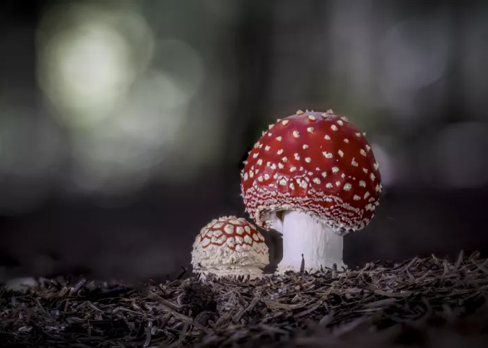 Barboni, Sergio: Amanita muscaria