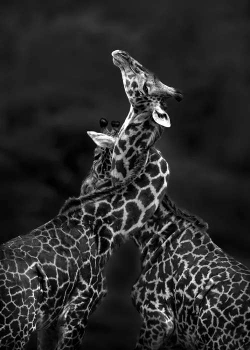 W, Joanna: Un Delicato Intrigo - Tanzania