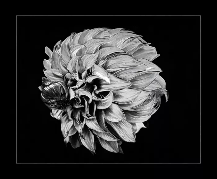 Fletcher, Barbara: Petali in luce e ombra