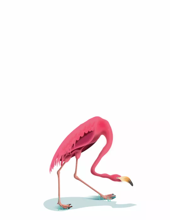 Nicholas: Flamingo