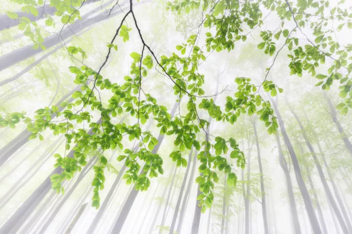 Pavlasek, Tom: Le Murmure de la forêt