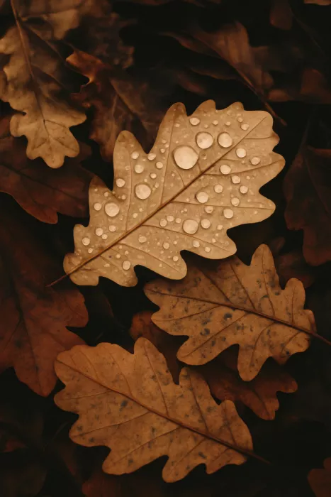 Treechild: Foglie autunnali