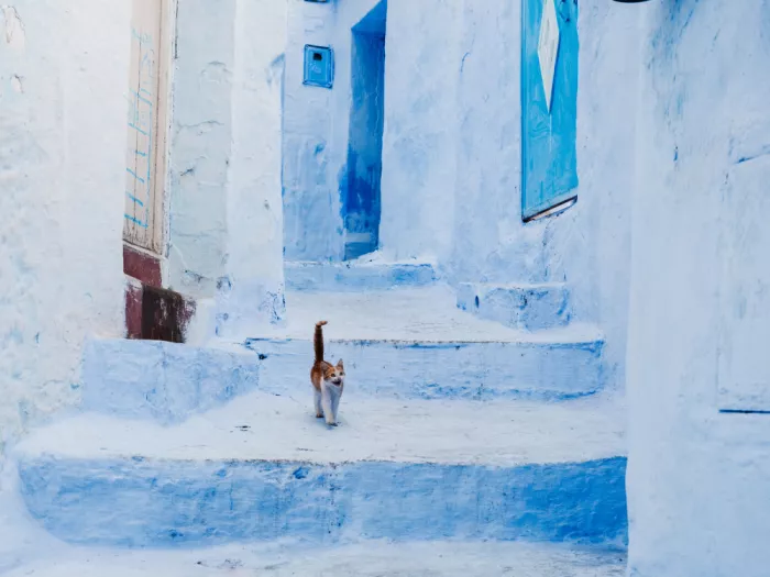 Photolovers: Gatto nella città blu di Chefchaouen
