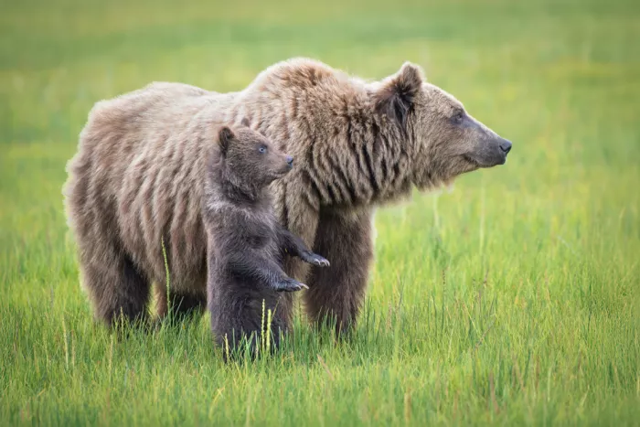 Sink, C. Jeffrey: Mamma, dovremmo scappare?