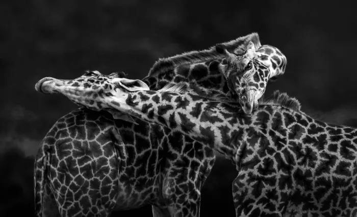 W, Joanna: I giganti gentili - Tanzania