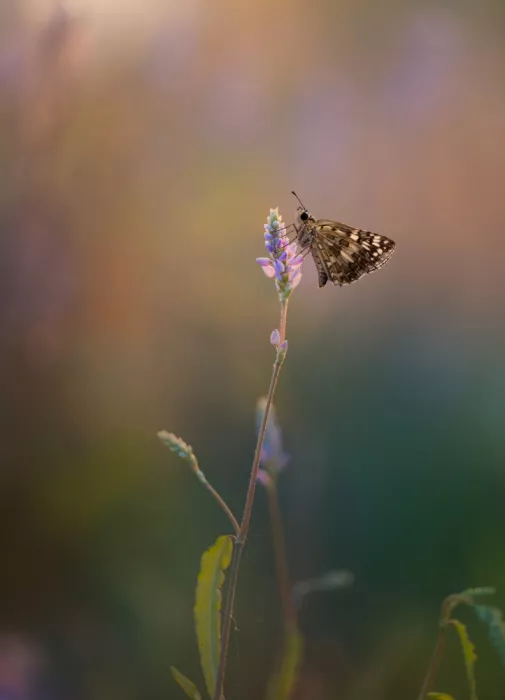 Summer2016: Le matin