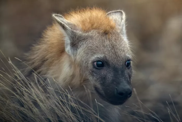 Helsen, Eddy: Mladá hyena