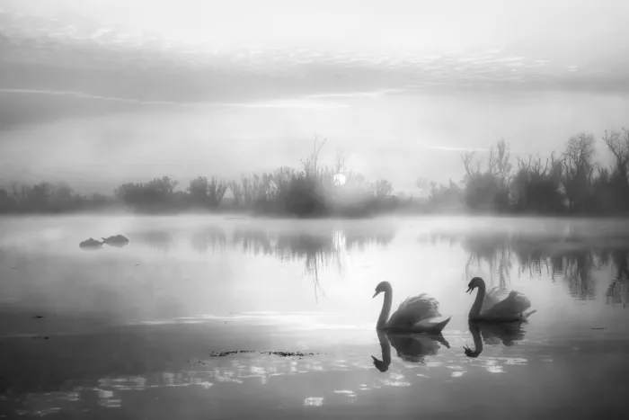 AN, ANNA: Nebbia mattutina sul Lago dei Cigni