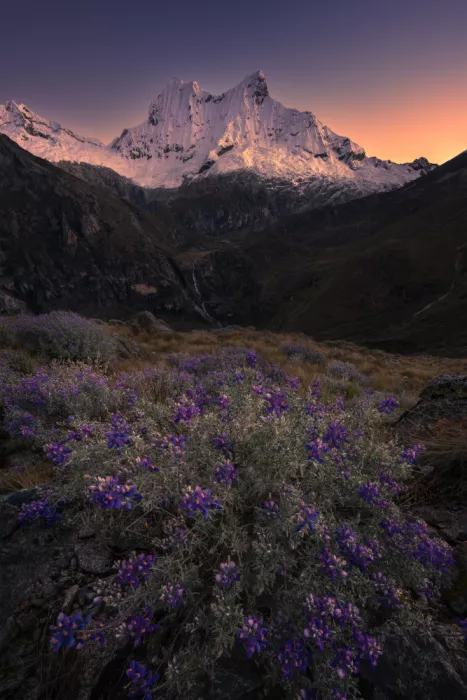 P., Ruiqing: Élégie crépusculaire - Lupins des Andes