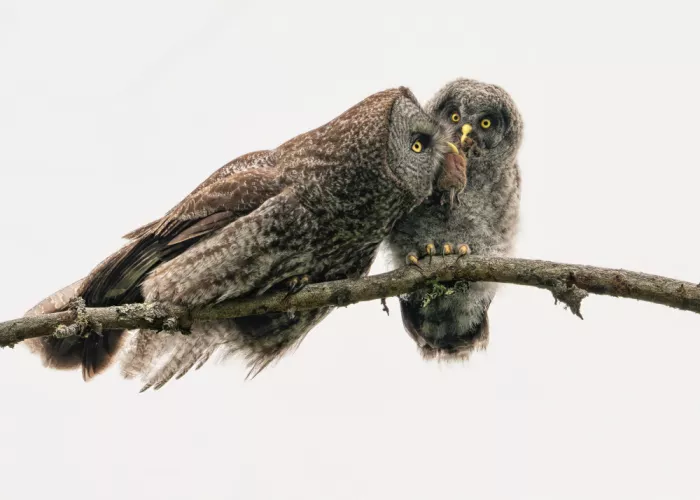 Wang, Victor: Weitergabe der Jagd