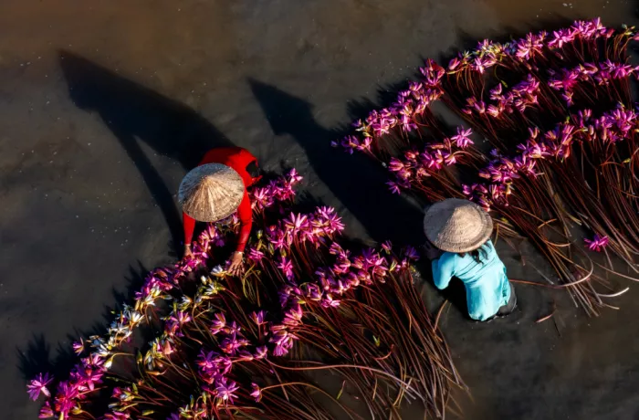 Truong, Van Tran: Wasserlilien-Ernte im Mekong