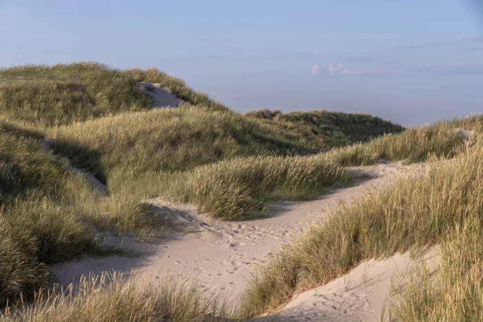Böhmer, Mareike: Paesaggio di dune 1