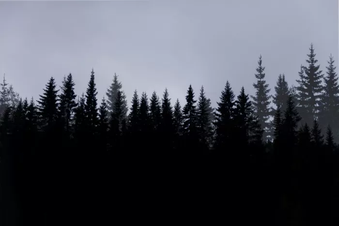 Böhmer, Mareike: Scena di foresta mistica 3