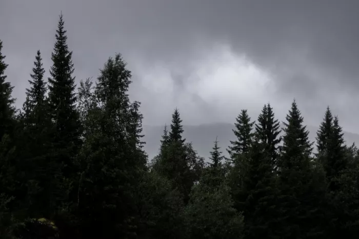 Böhmer, Mareike: Scena di foresta mistica 2