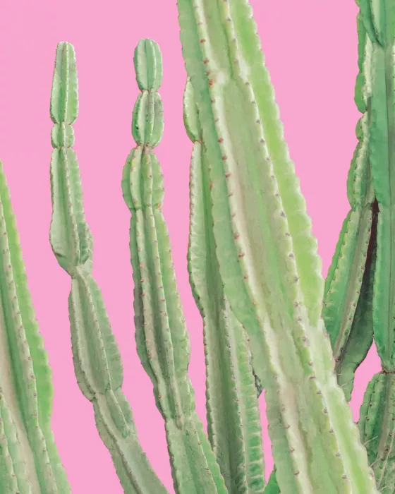 Windeknecht, Tom: Peruánský kaktus jablko Pop Art