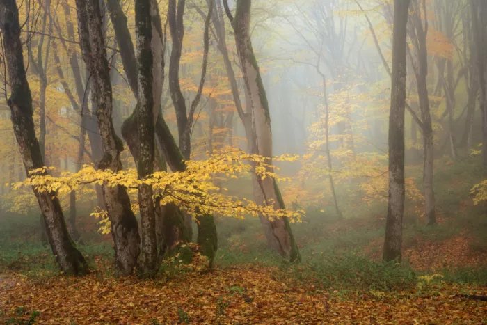 Fallahzadeh, Ali: Foresta di Alimastan