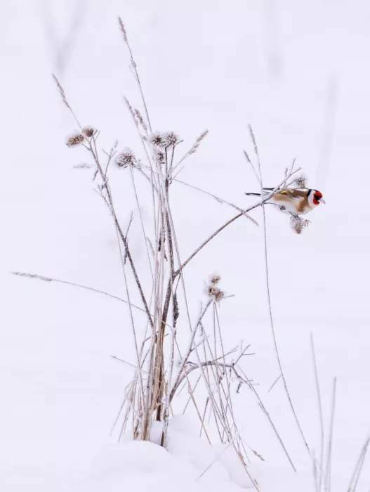 Wallberg, Allan: Ein Winterbild