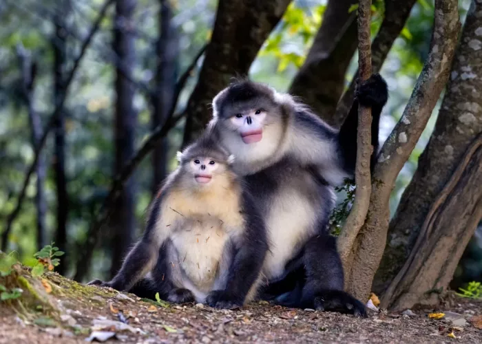 W, Joanna: Mamma & Io - Scimmia dal naso camuso dello Yunnan