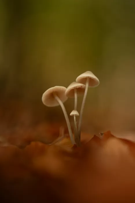 Vos, de Daan: Una famiglia tra gli alberi
