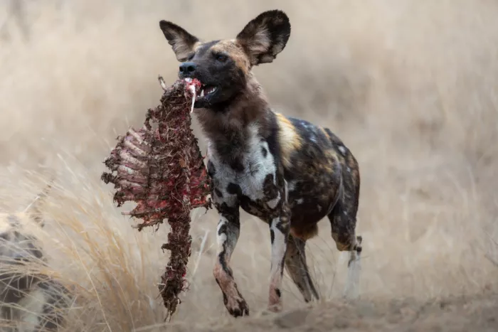Haenen, Jeke: Perro salvaje