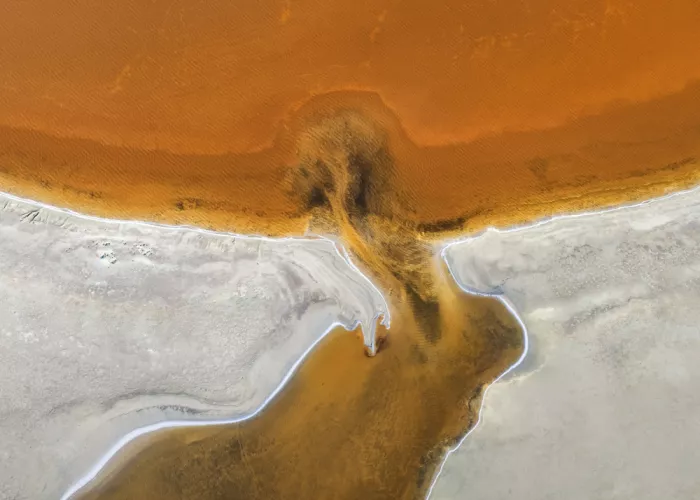 Dou, Shenshen: Árbol de salina