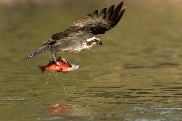 Wang, Victor: Un Falco pescatore cattura la sua preda dall