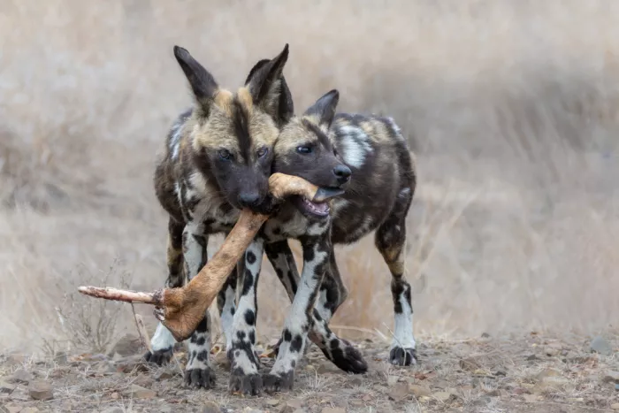 Haenen, Jeke: Perros salvajes