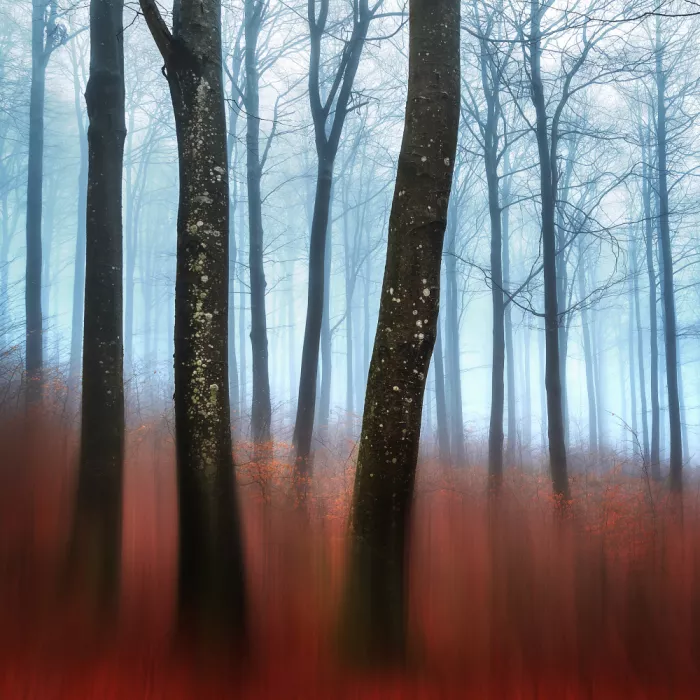 Davidsson, Gustav: Forest Mood