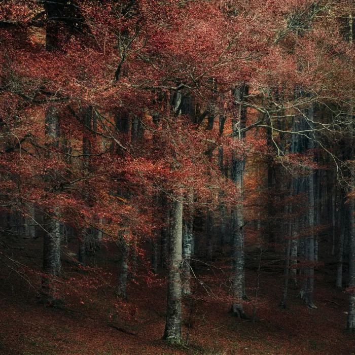 Pessotto, Tommaso: Flüstern des Karminroten Herbsts
